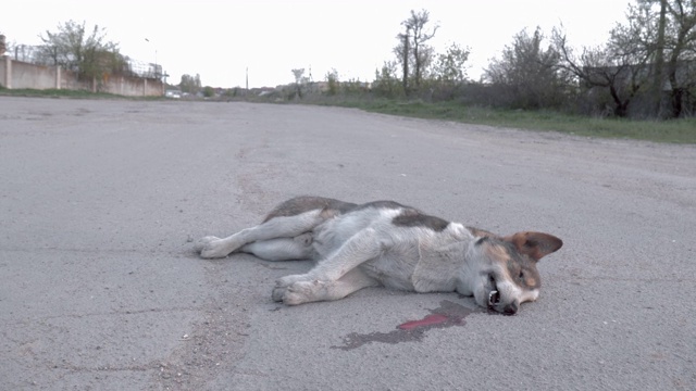 死狗躺在路上，因为它被车撞了视频素材