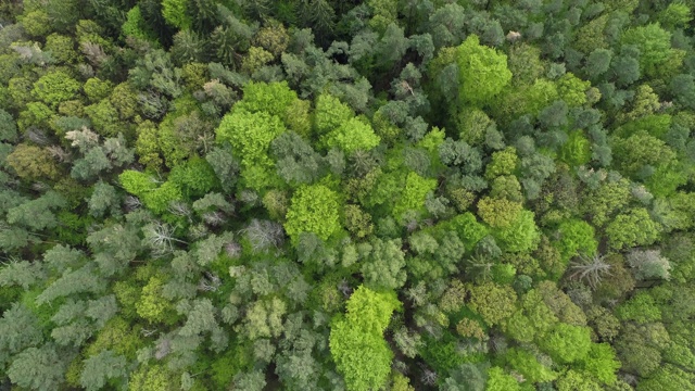 早春落叶和针叶林混交林鸟瞰图。施泰格瓦尔德，弗朗哥尼亚，德国巴伐利亚。视频素材