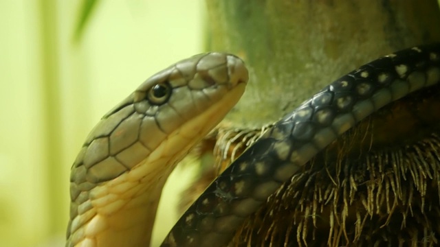 有着浅条纹皮肤的威严的毒蛇。美丽的单眼镜王眼镜蛇在岩石上的饲养笼视频素材