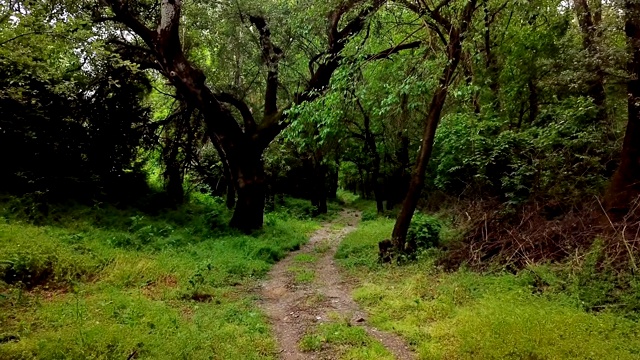 神秘的森林景观-在夏季森林的树木之间移动视频素材