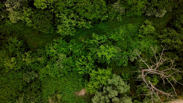 无人机的视野- 4K空中俯瞰神秘的林地景观视频素材