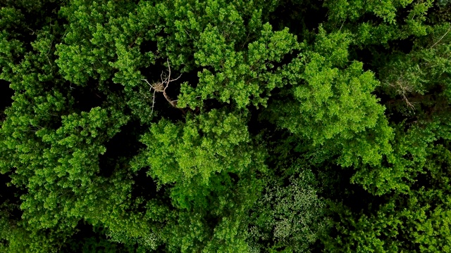 无人机的视野- 4K空中俯瞰神秘的林地景观视频素材