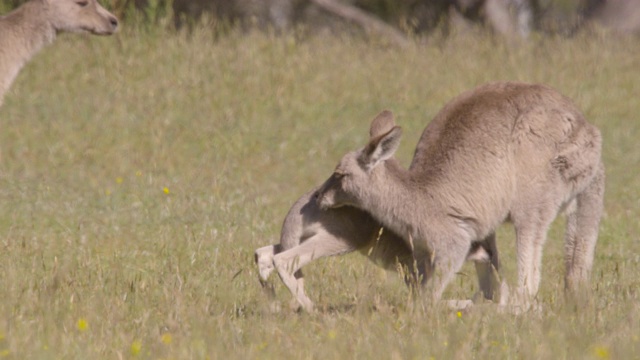 小袋鼠爬进育儿袋，澳大利亚视频下载