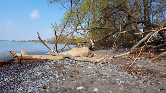 海滩景观与松散的浮木在夏天被冲上岸。风景海岸海岸与波浪。视频素材