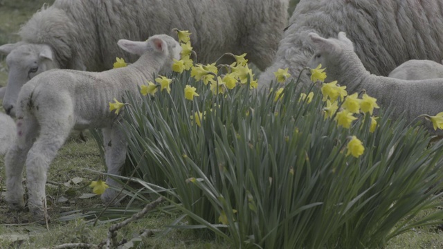 绵羊和羊羔在水仙花的田野里视频下载