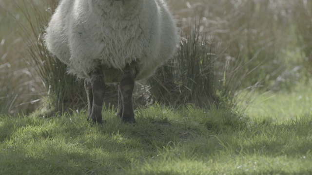 羊在田野里吃草/反刍(镜头上移)视频素材