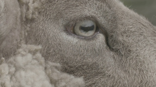 这是一只羊长方形瞳孔的特写视频下载