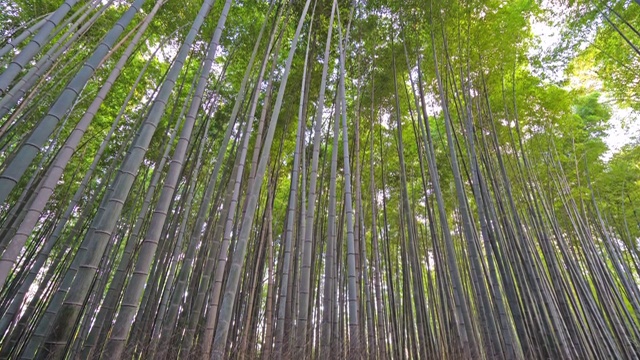 京都岚山美丽的竹林视频下载
