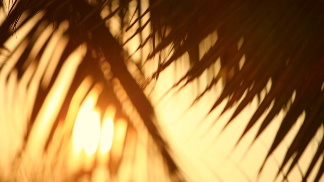 模糊美丽的散景阳光，坐在椰子树在夏天的海滩视频下载