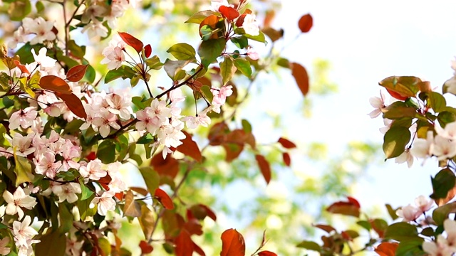 苹果树开花的树枝和蓝天。视频下载