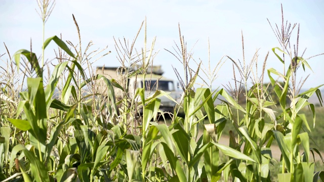 玉米收获。农民在玉米地里劳作。农业，玉米，收获。金玉米种植。生态农民视频素材