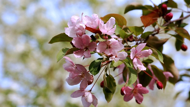 苹果树开花的树枝和蓝天。视频下载