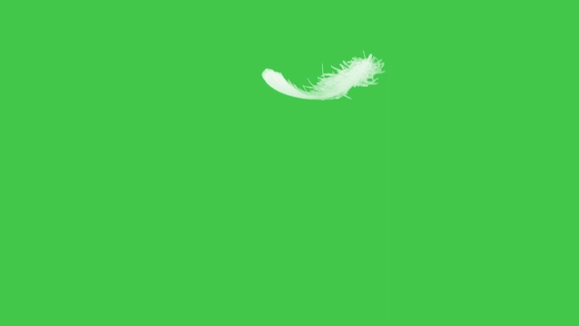 羽毛飞慢动作绿屏。视频下载