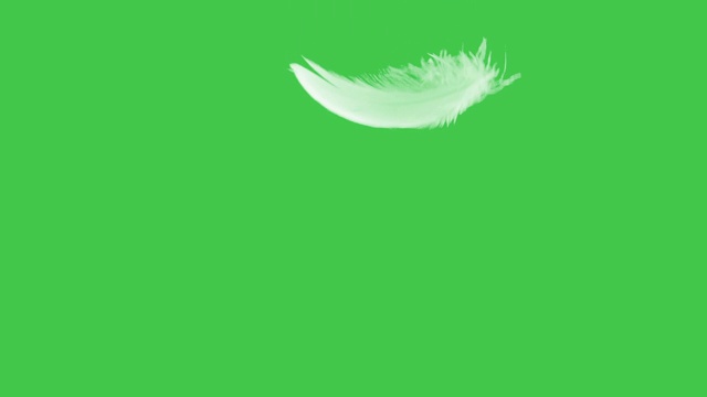 羽毛近距离绿色屏幕。视频下载