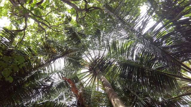 低角度查看森林中的棕榈树视频下载
