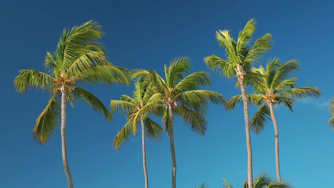 棕榈树映衬着蓝色阳光灿烂的天空视频素材