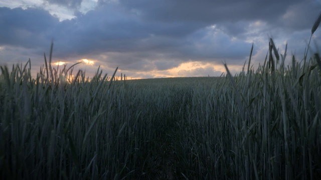 绿油油的麦田和美丽的金色夕阳照耀着多云的天空视频素材