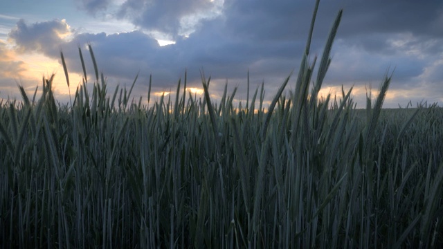 绿油油的麦田和美丽的金色夕阳照耀着多云的天空视频素材
