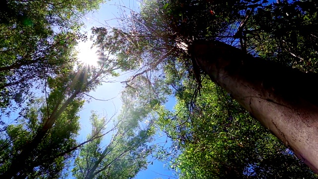 巨大的树在森林和阳光视频素材