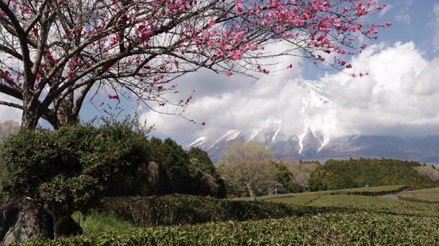 茶园和樱花在富士山的基地，日本。视频素材