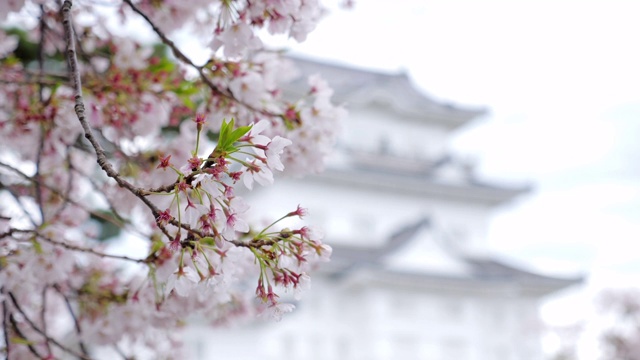 樱花在春天盛开，樱花和城堡在日本视频素材