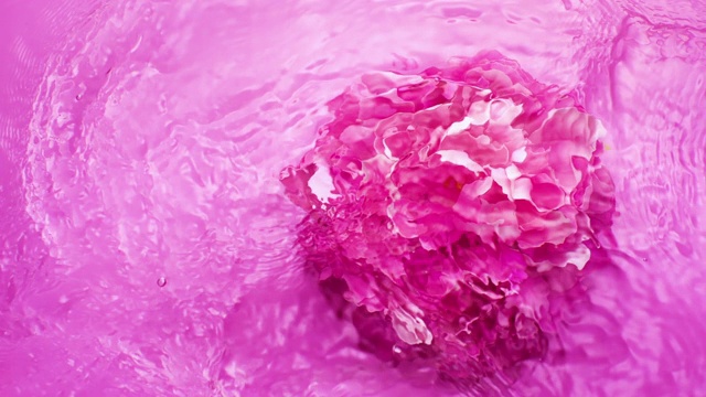 慢动作的水面与牡丹头淹没在粉红色的背景视频素材