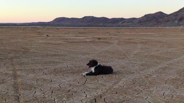在沙漠中喘气的狗视频下载