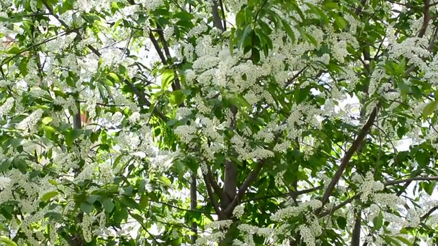 白色盛开的鸟樱花。视频素材