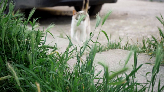 可爱的猫走在草地上，看着镜头视频素材
