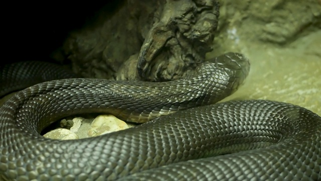 威严的毒蛇，皮肤黝黑。美丽的单眼镜王蛇与黑色皮肤在岩石上饲养笼视频素材