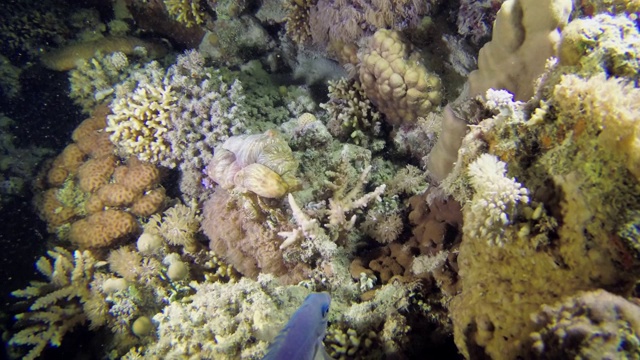 夜行在珊瑚上的寄居蟹。海葵寄居蟹。水下拍摄，4K - 60fps视频素材