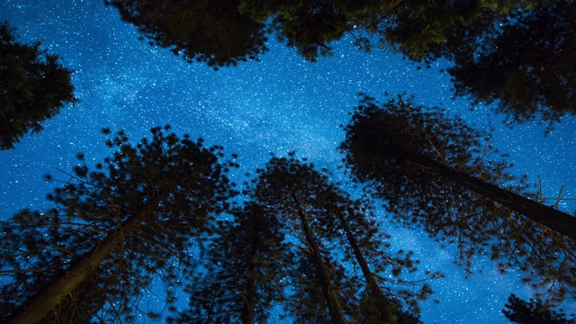银河夜空-在树梢之上视频素材