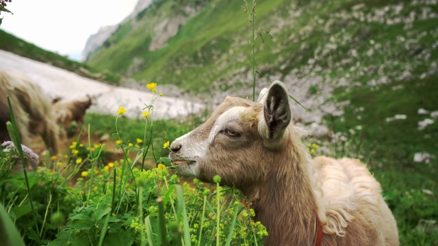 在瑞士阿尔卑斯山牧场上的山羊视频素材