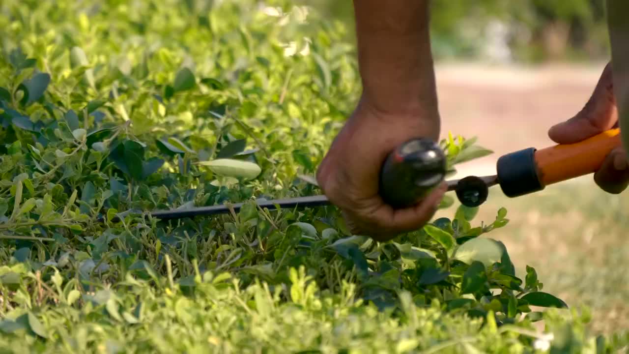 园丁用剪刀精确的动作修剪杂草丛生的灌木丛视频下载