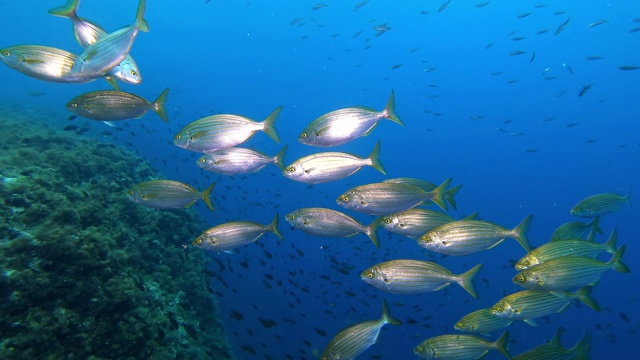 地中海水下生活-萨莱玛鱼群在非常蓝色的水视频下载