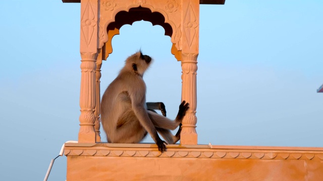 清晨日出时猴子坐在寺庙的屋顶上视频素材