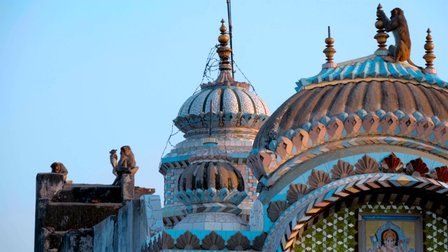 清晨日出时，猴子们坐在寺庙的屋顶上视频素材