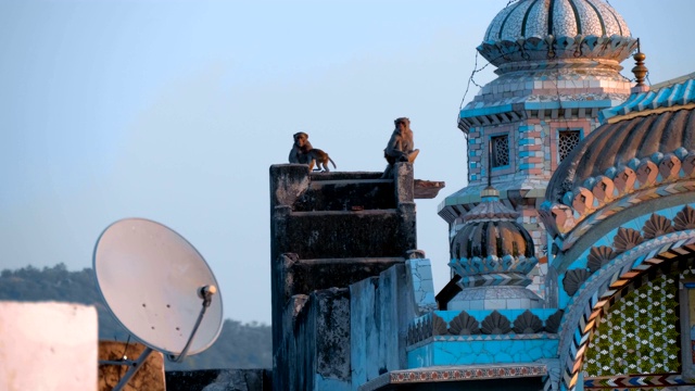 清晨日出时，猴子们坐在寺庙的屋顶上视频素材