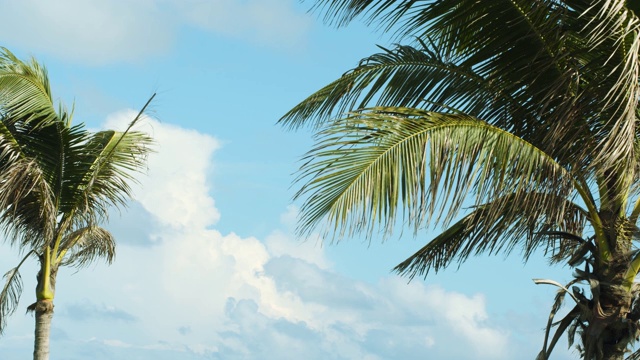 美丽的热带椰子树在天空的背景视频素材