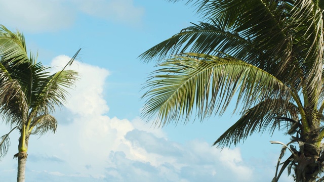 美丽的热带椰子树在天空的背景视频素材