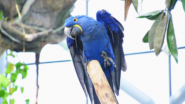 在南美洲栖息在树枝上的风信子金刚鹦鹉，或风信子金刚鹦鹉或蓝金刚鹦鹉。视频素材