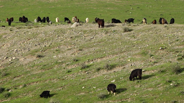 一群山羊在岩石和草地上视频素材