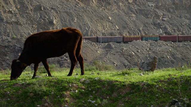 吃草的牛和路过的火车视频素材