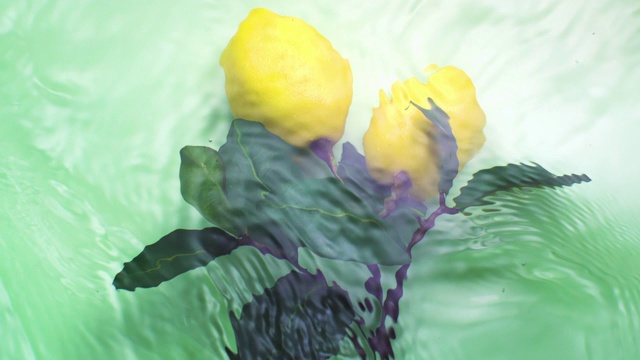缓慢运动的水面与两个浸没的柠檬和树叶在柔和的绿色背景视频素材