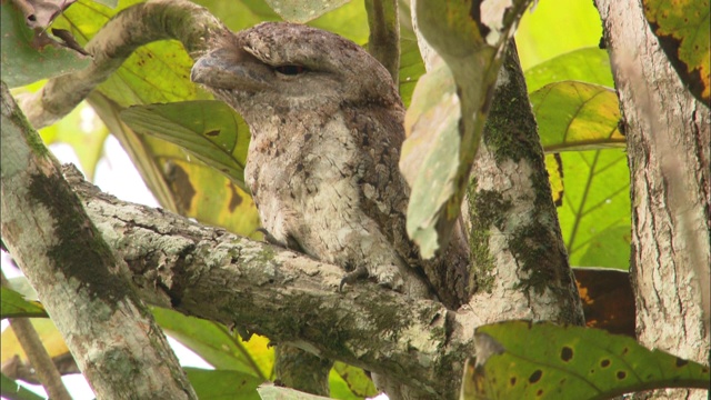 在巴布亚新几内亚的阿尔法克山，丛林夜鹰伪装在一棵树上视频素材