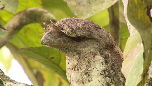 在巴布亚新几内亚的阿尔法克山，丛林夜鹰伪装在一棵树上视频素材