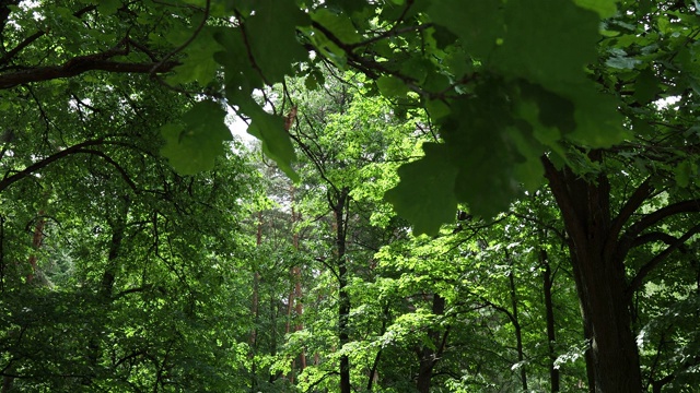 阳光明媚的夏天的森林视频素材
