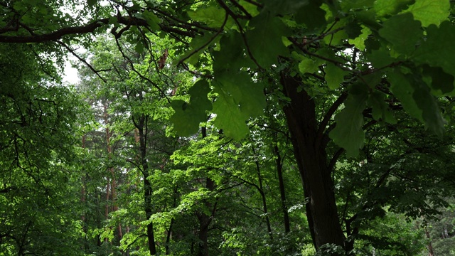 阳光明媚的夏天的森林视频素材
