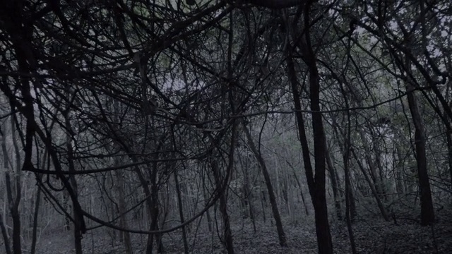 可怕的树木:剪影视频素材