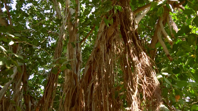 大榕树在印度是一种巨大的树视频下载